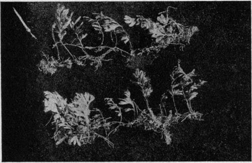 Hymenophyllum tunbridgense. The Tunbridge Filmy Fern.