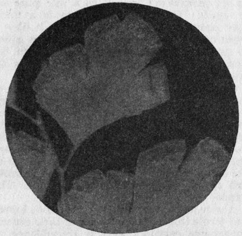 Adiantum capillus-veneris. Enlarged view of back of frond.