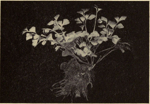 Asplenium ruta-muraria. The Rue-leaved Spleenwort.
