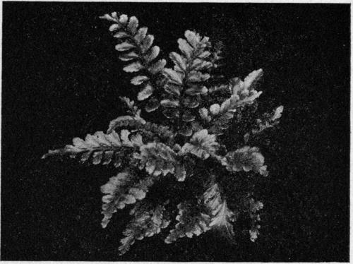 Asplenium marinum. The Sea Spleenwort.