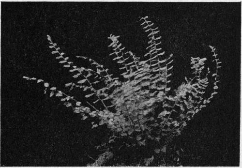 Asplenium trichomanes. The Maidenhair Spleenwort.