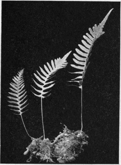Polypodium vulgare. The Common Polypody.