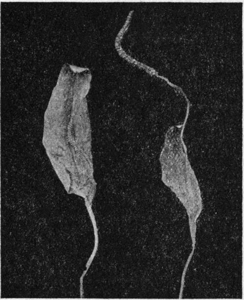 Ophioglossum vulgatum. The Adder’s Tongue.