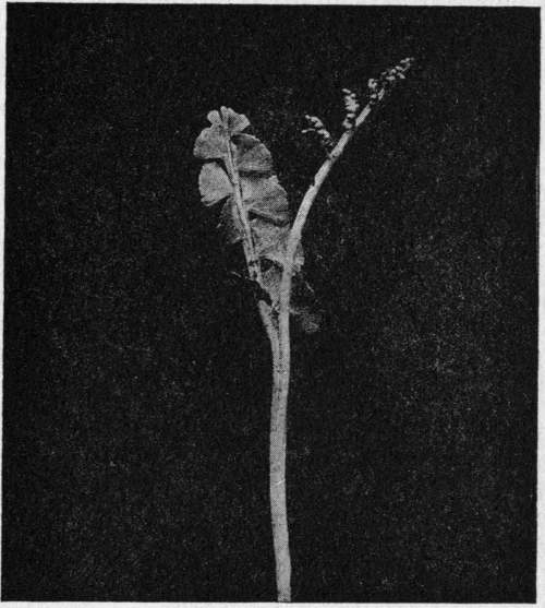 Botrychium lunaria. The Moonwort.
