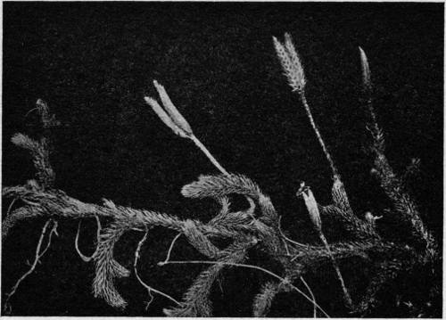 Lycopodium Clavatum. The Common Club Moss.