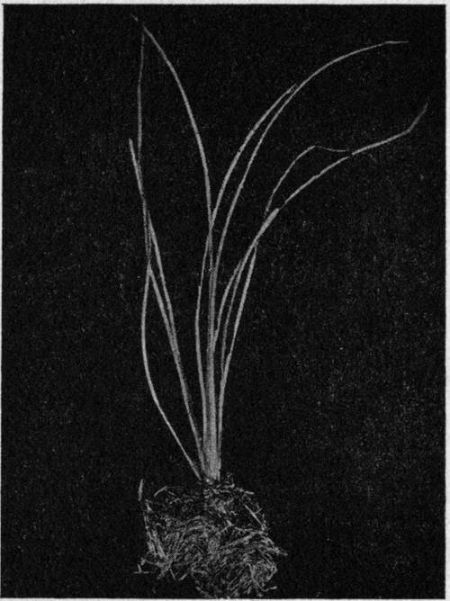 Isoëtes lacustris. The Quillwort.