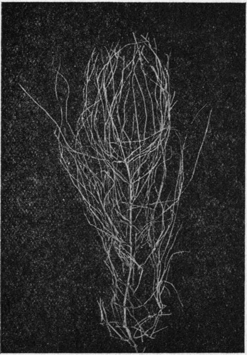 Barren stem of Equisetum arvense.