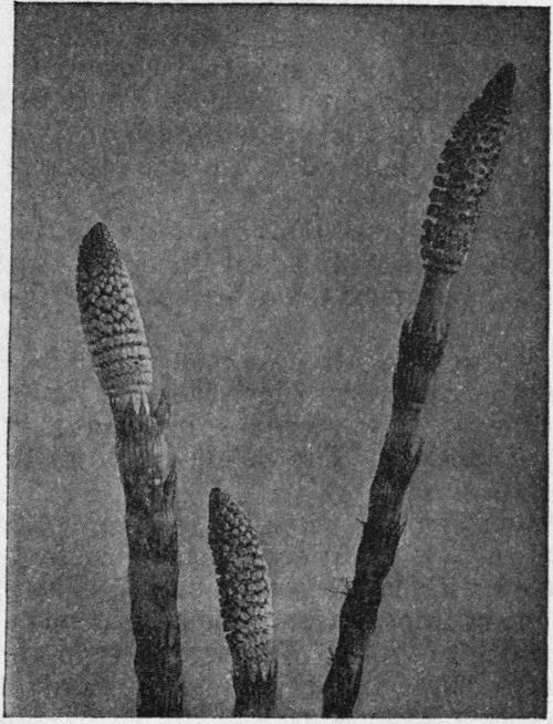 Fertile cones of Equisetum maximum.