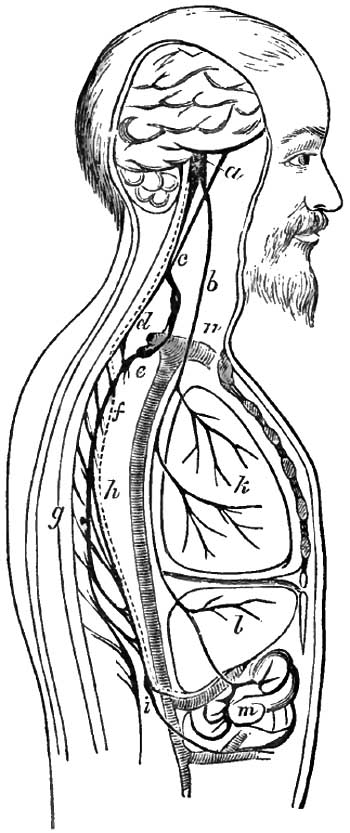 Alternate course of the
		vaso-motor nerves of the liver