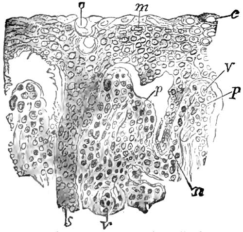 Section of the rete mucosum and papill from the
			same case of pemphigus as Fig. 6