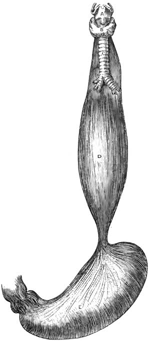 Dilatation of Oesophagus