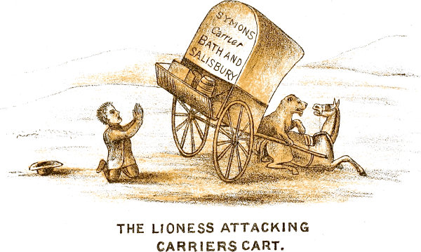 THE LIONESS ATTACKING CARRIERS CART.