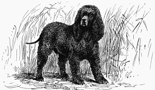 IRISH WATER SPANIEL. CH. "SHAUN". COL. THE HON. W. LE POER TRENCH. OWNER.