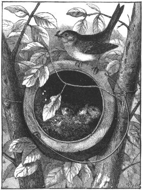 birds in pot