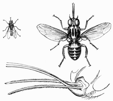 Fig. 53.—The Tsetse Fly (Glossina morsitans).