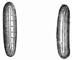 Fig. 54.—Eggs of the Meat-fly (Calliphora vomitoria).