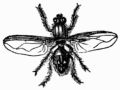 Fig. 62.—House Fly (Musca domestica).