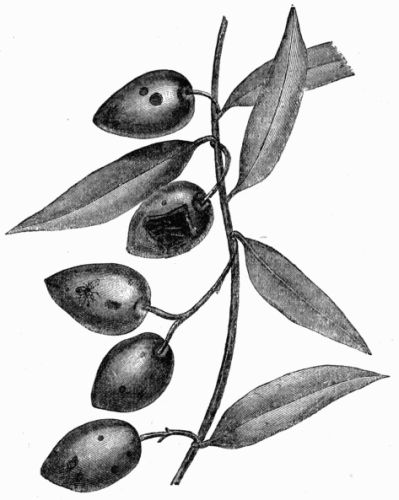 Fig. 66.—Olives attacked by Dacus ole.