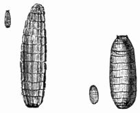 Fig. 67.—Larv of Dacus ole (magnified and natural size).