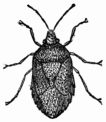Fig. 69.—Grey Pentatoma (Raphigaster griseus).