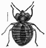 Fig. 70.—Bed Bug (Acanthia lectularia), magnified.