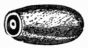 Fig. 71.—Egg of Bug, magnified.