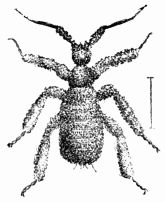 Fig. 72.—Pupa of Reduvius personatus, covered with its cloak of dust (magnified).