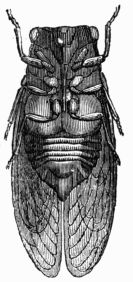 Fig. 78.—Cicada (Male).