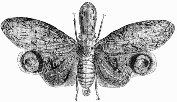 Fig. 83.—Lantern Fly (Fulgora lanternaria).