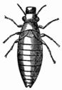 Fig. 84.—Larva of the Aphrophora (Aphrophora spumaria).