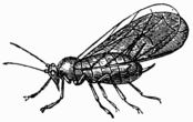 Fig. 88.—Winged Aphides, or Plant-lice (magnified).