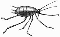 Fig. 89.—Wingless Aphides, or Plant-lice (magnified).