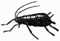Fig. 90.—Wingless Aphides, or Plant-lice (magnified).