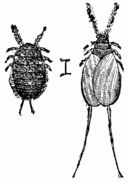 Fig. 92.—Cochineal insects, (Coccus cacti) male and female.