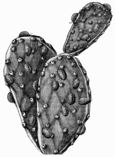 Fig. 93.—Branch of the Cactus, with Cochineal Insects on.