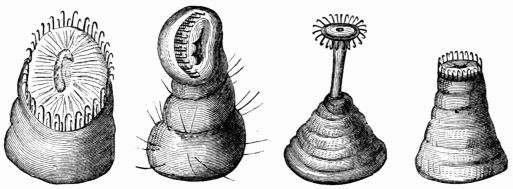 Fig. 95.—Membranous legs of the Silkworm (Bombyx mori).
