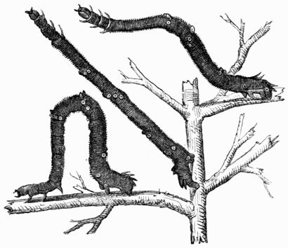 Fig. 100.—Caterpillar of the Canary-shouldered Thorn (Eugonia alniaria).