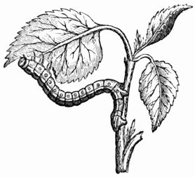 Fig. 101.—Looper Caterpillar eating the leaves of the Apricot (after Raumur).