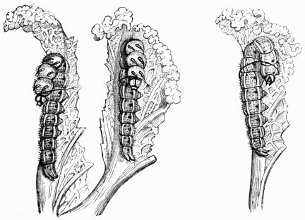 Fig. 108.—Caterpillars of the Cabbage Butterfly (Pieris brassic).