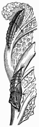 Fig. 110.—Pup of Pieris brassic.