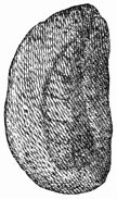 Fig. 111.—Cocoon, after Raumur.