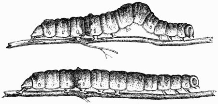 Fig. 112.—Larv of Catocala fraxini.