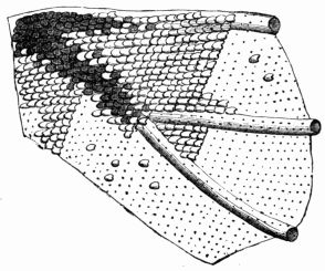 Fig. 134.—Portion of the wing of a Moth 