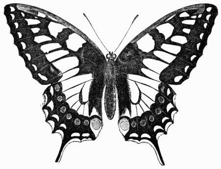 Fig. 139.—Swallow-tailed Butterfly 
