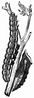 Fig. 145.—Caterpillar and Chrysalis of Pieris brassic.