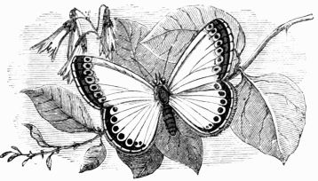 Fig. 155.—Lycna (Polyommatus) Corydon.