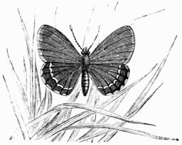 Fig. 156.—Lycna (Polyommatus) battus.