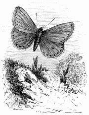Fig. 157.—Lycna (Polyommatus) gon.