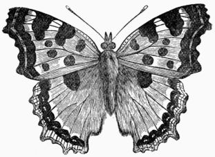 Fig. 158.—Large Tortoise-shell Butterfly 