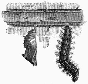 Fig. 159.—Larva and chrysalis of the large Tortoise-shell 